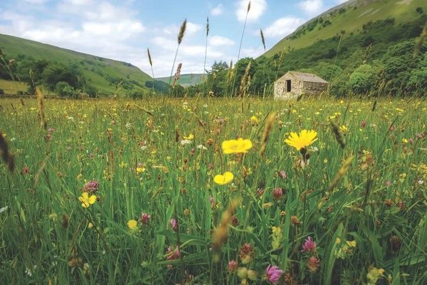 Muker wildflower meadow and barn