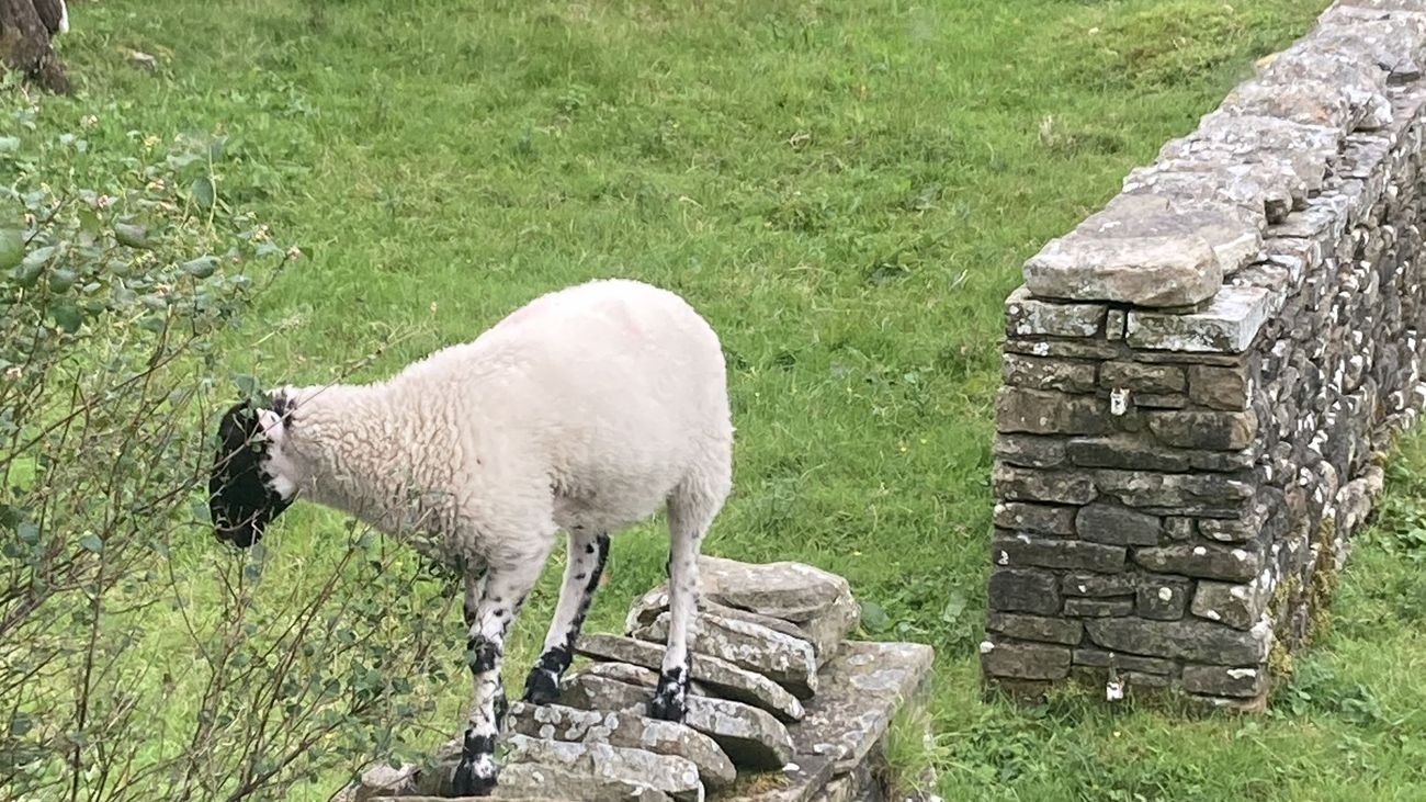 Spring lambs in a Garsdale field