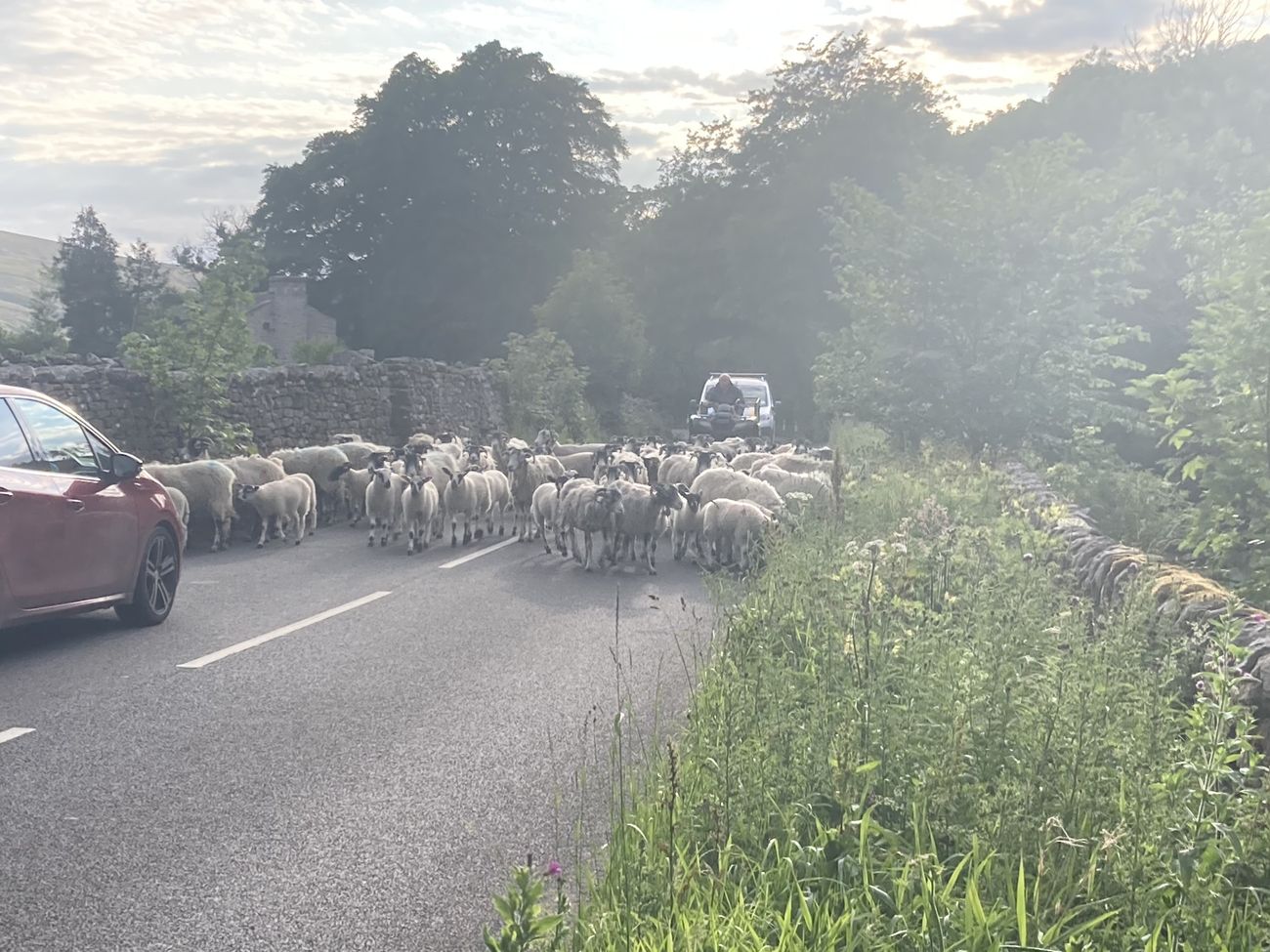 A flock of sheep being driven along a country road between dry-stone walls, with a red car waiting behind