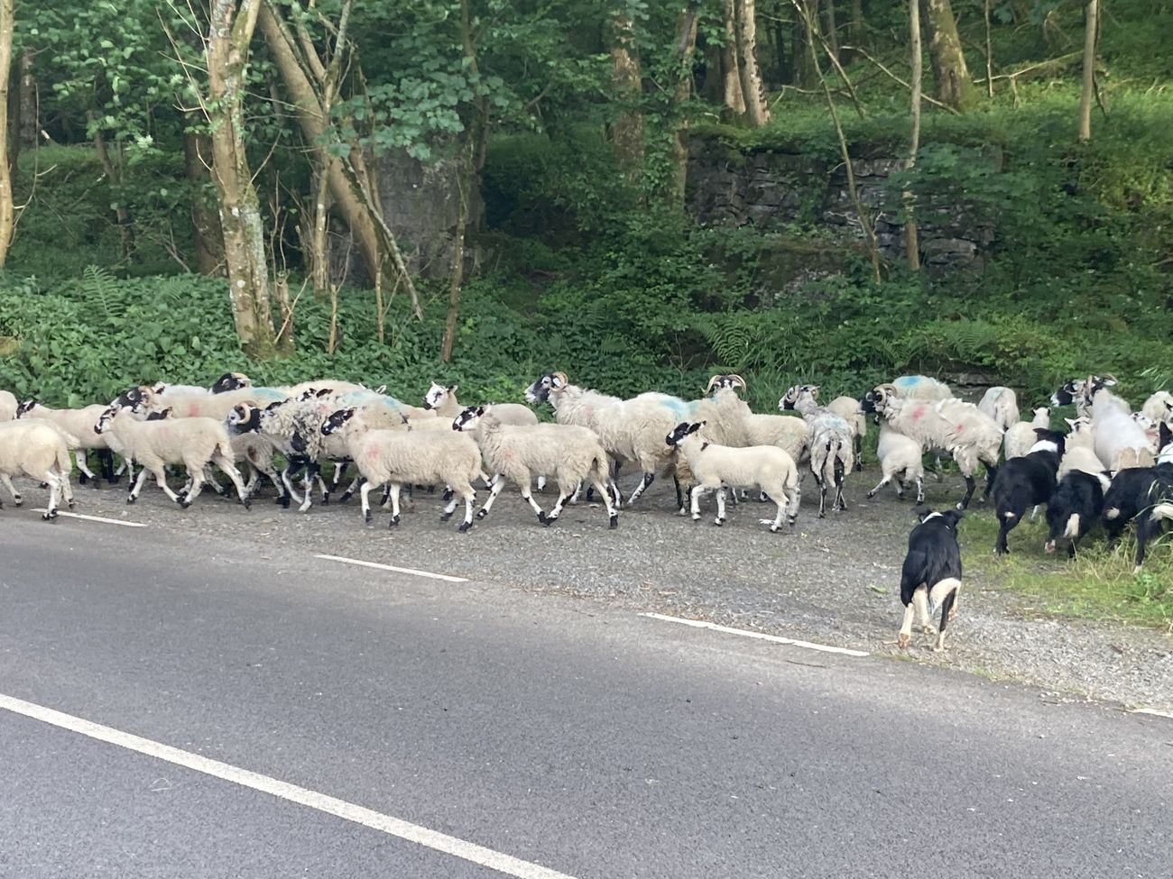 Black-and-white sheepdogs herding a flock of sheep and lambs along the verge of a rural road