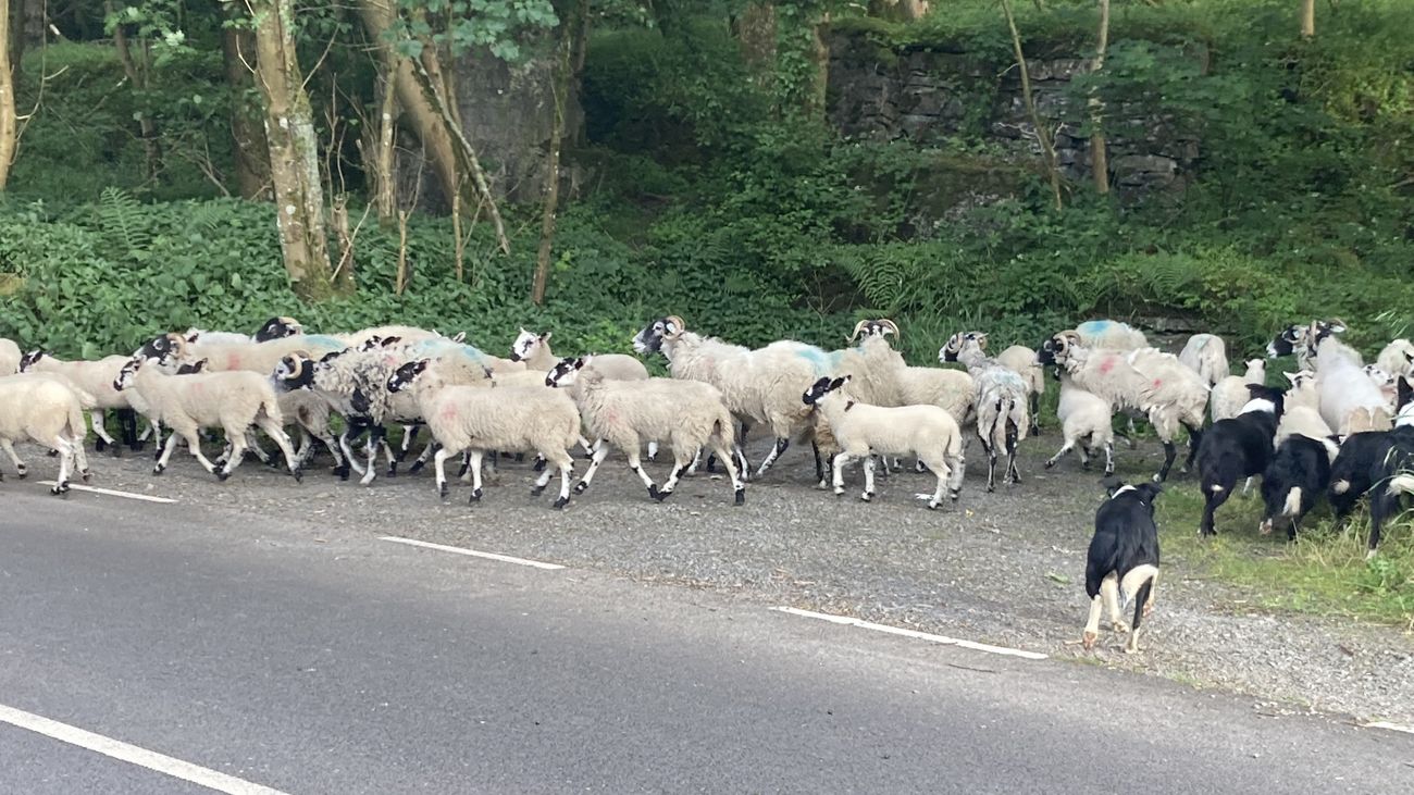 Swaledale sheep running across a Garsdale fell