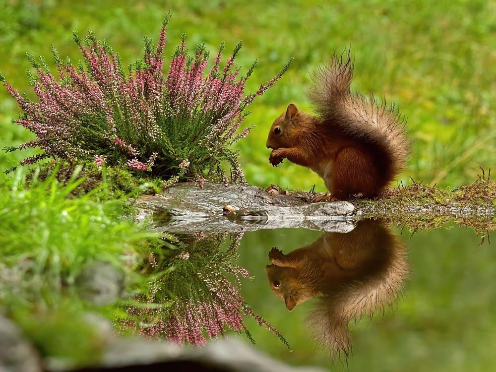 A red squirrel at Snaizeholme, the red squirrel refuge near Hawes