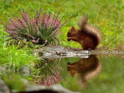 Snaizeholme Red Squirrel Trail
