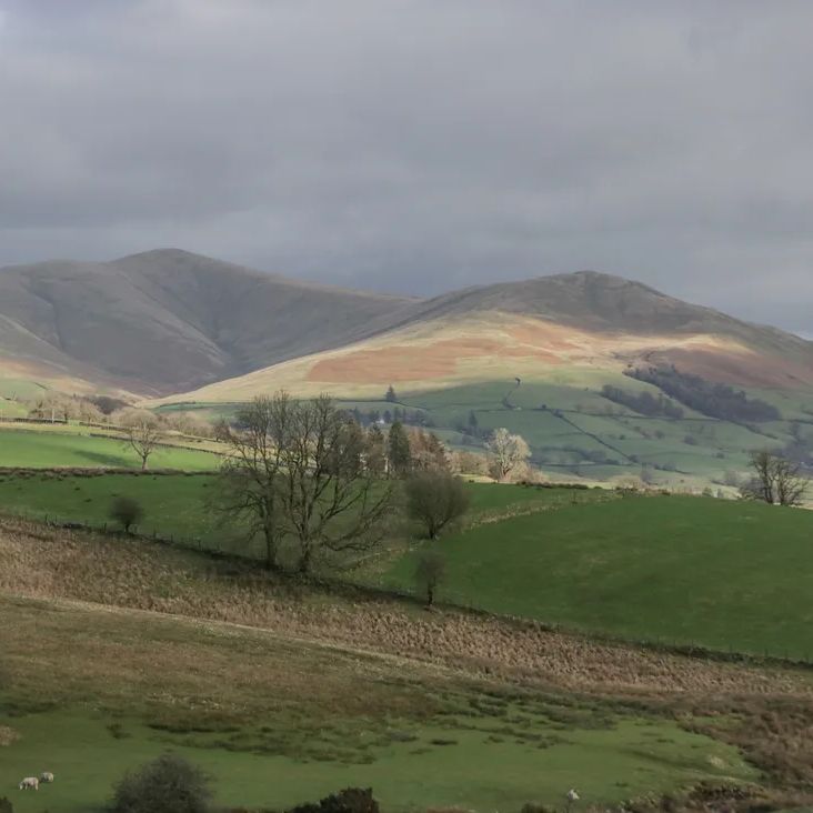 Rolling Dales hills, fields and bare trees with grazing sheep under an overcast sky near The Old Cart House