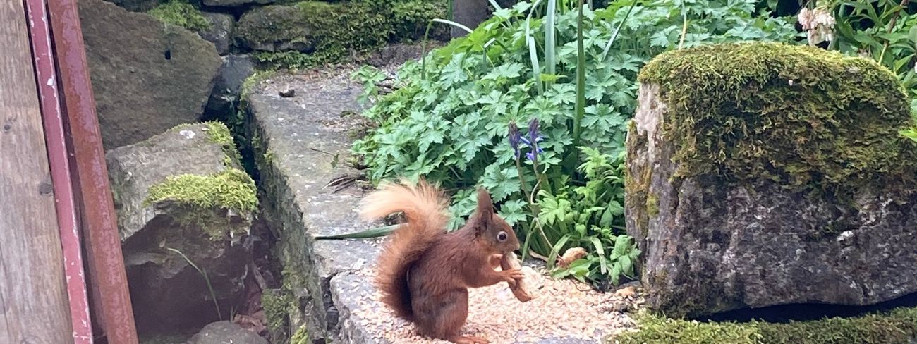 Red squirrel in Garsdale