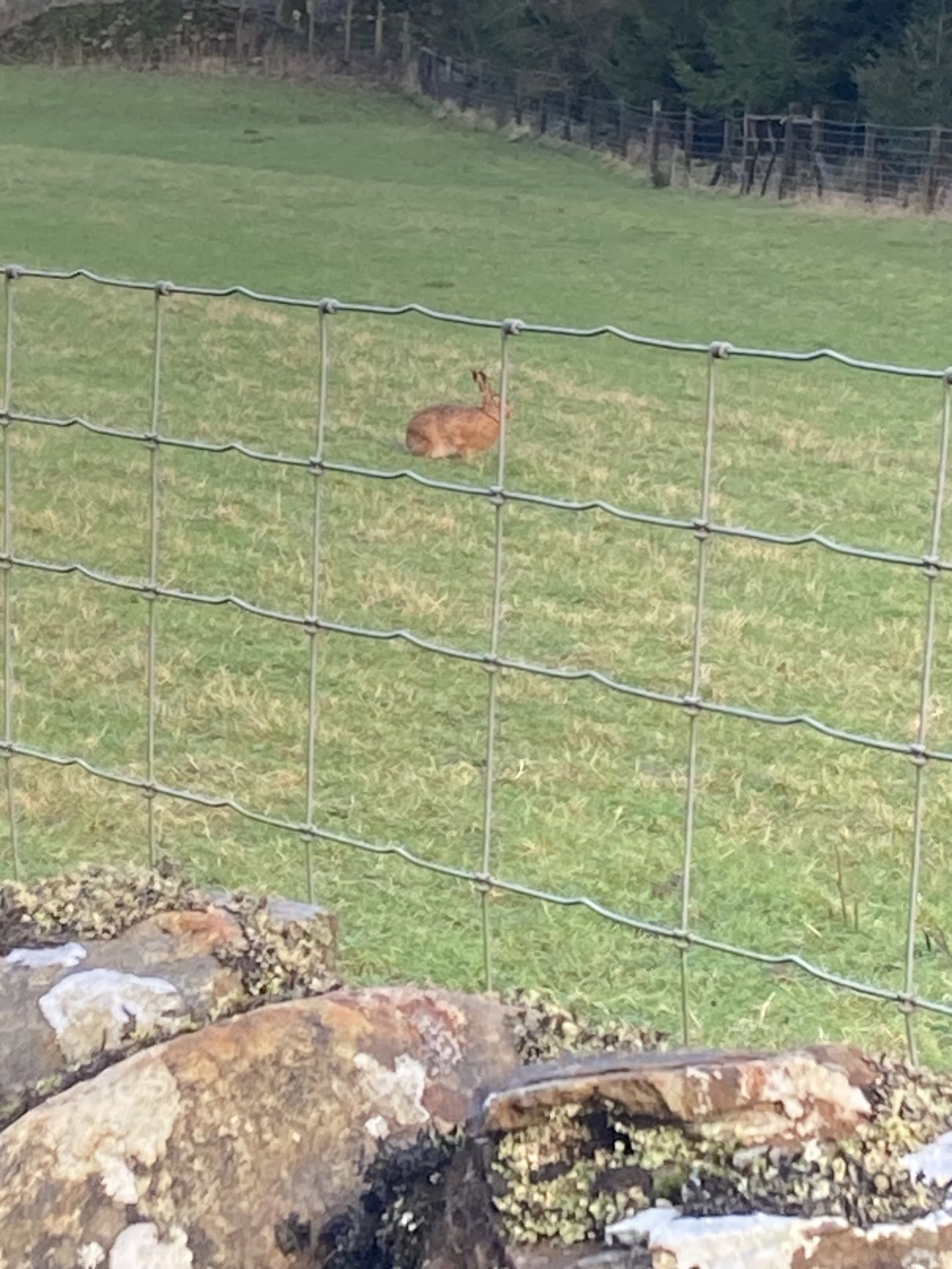 Brown hare in a Garsdale field