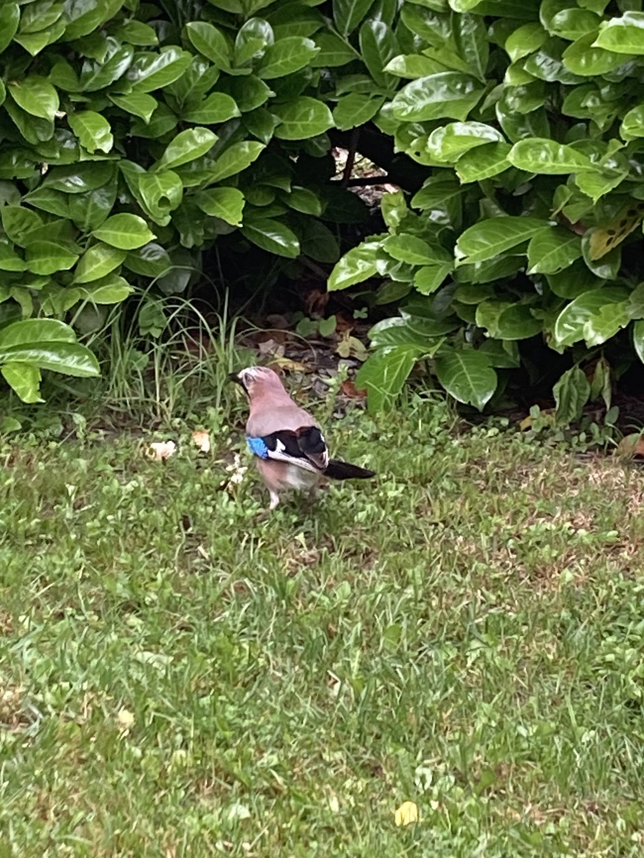 Jay spotted in Garsdale woodland