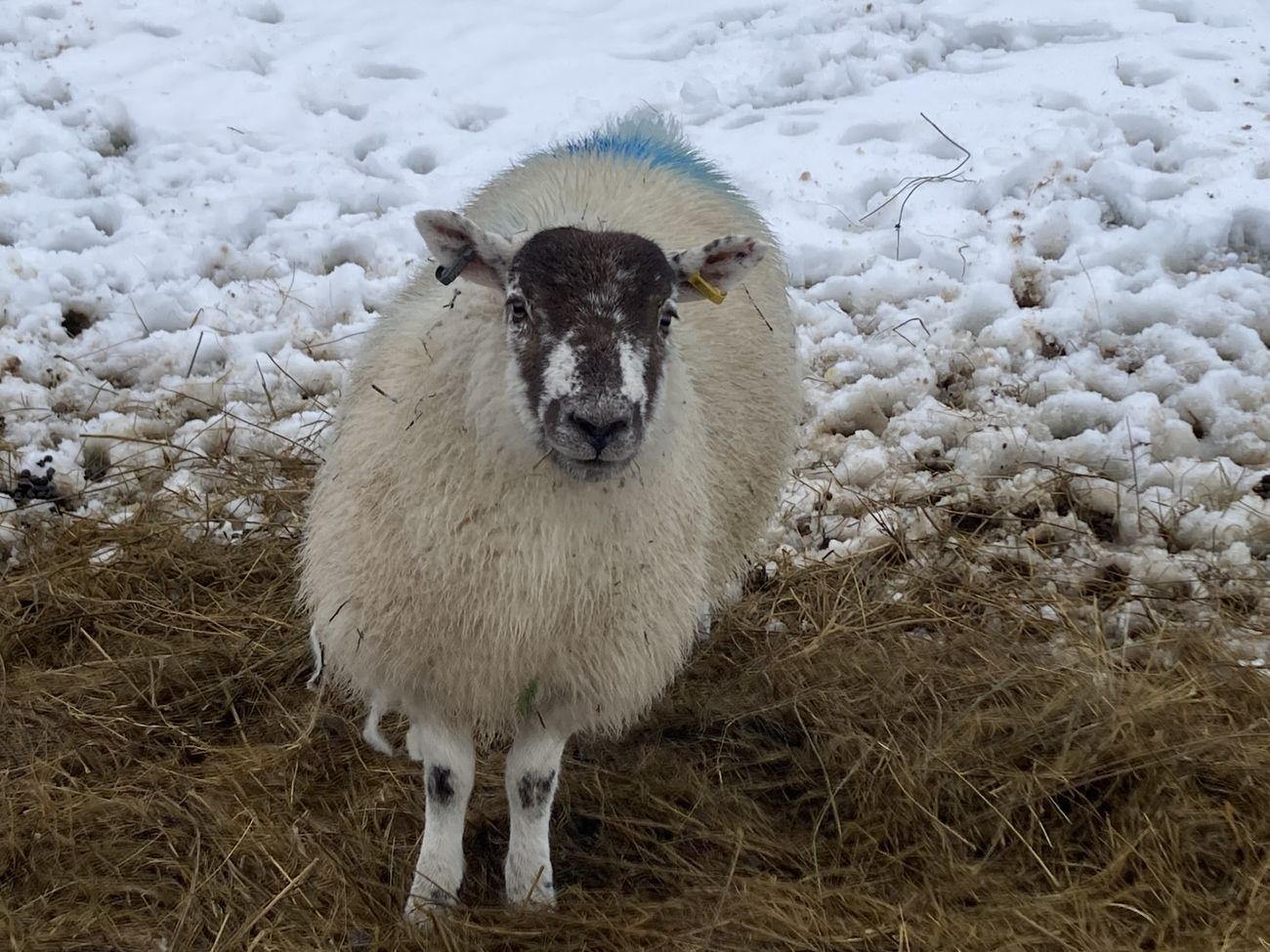 Swaledale sheep in Garsdale