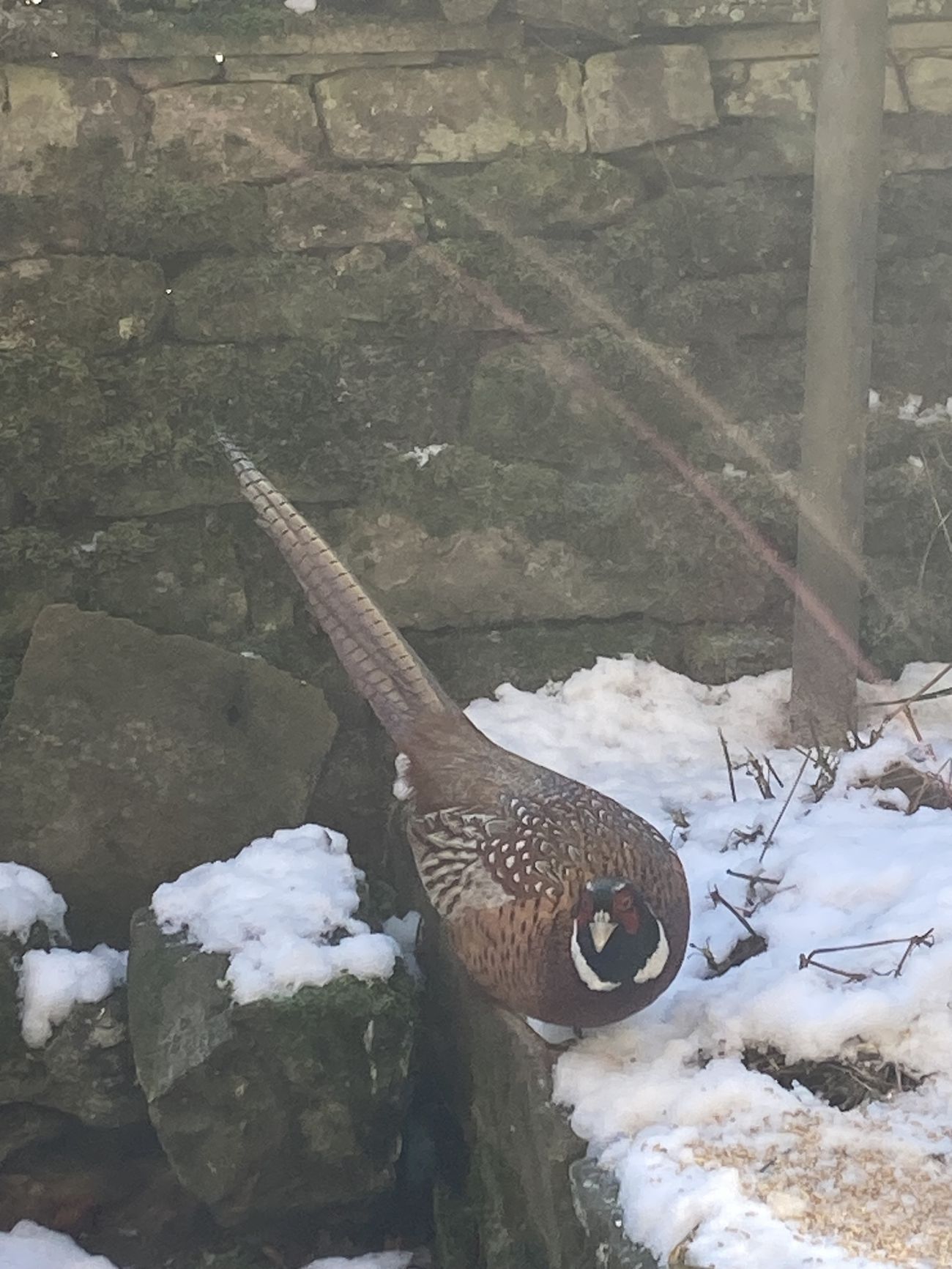 Male pheasant in the fields around Garsdale