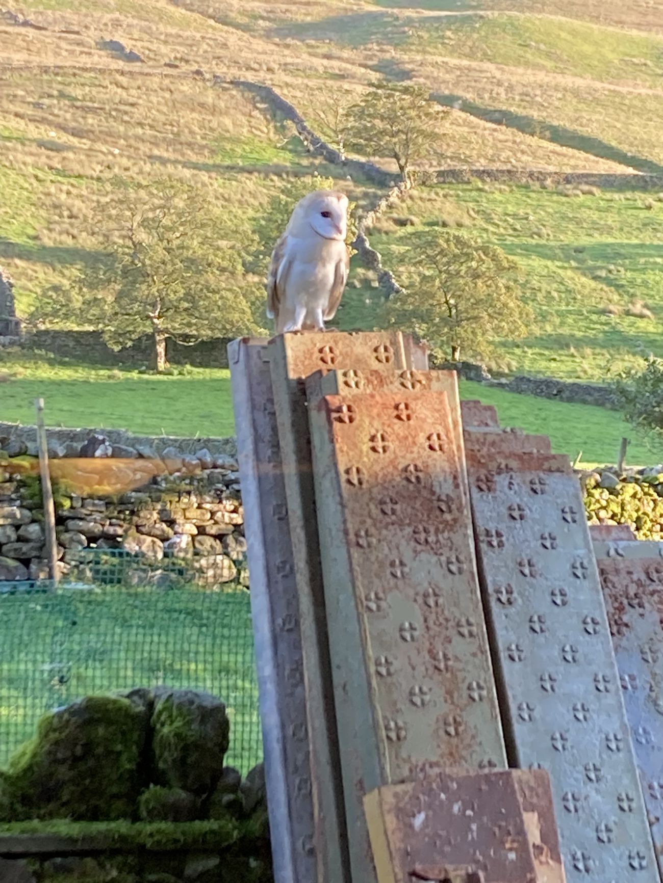 Owl in Garsdale