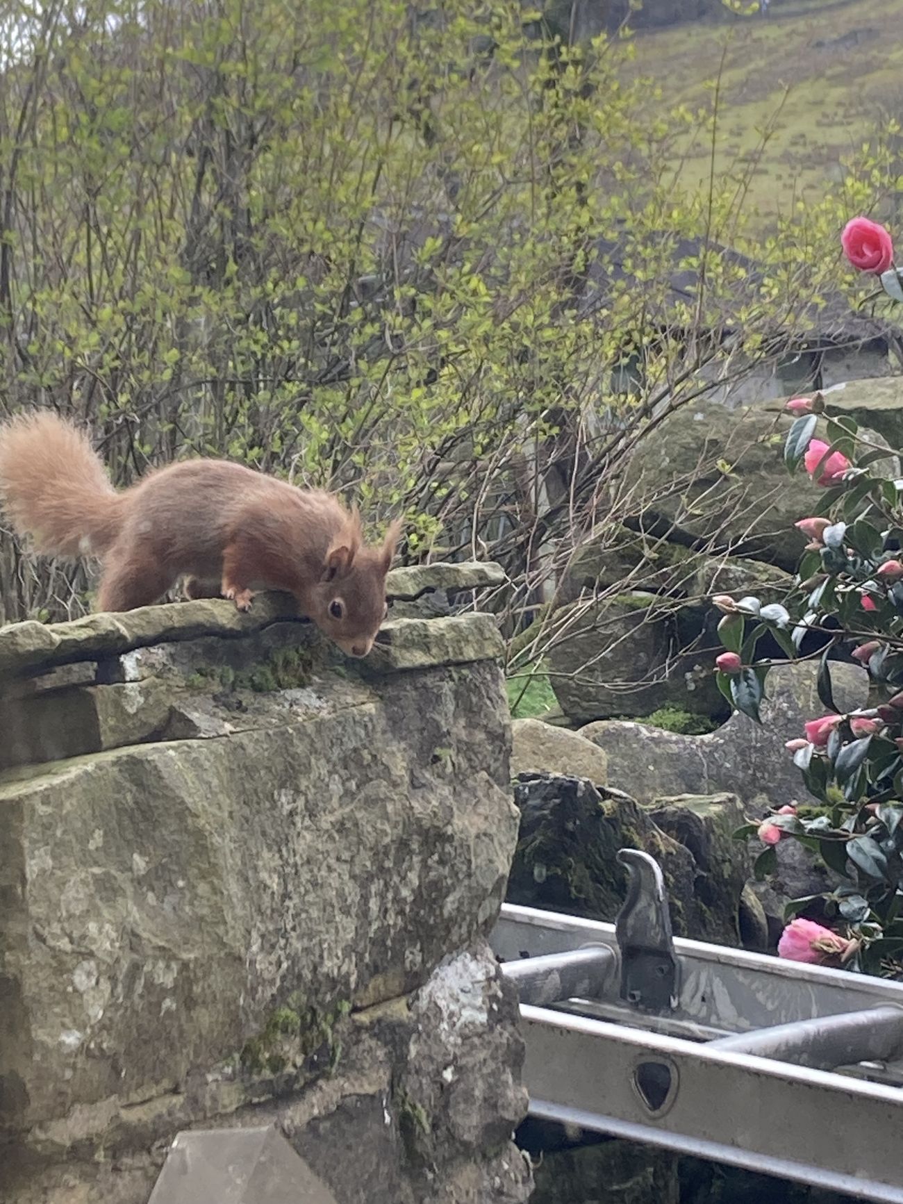 Red squirrel in Garsdale