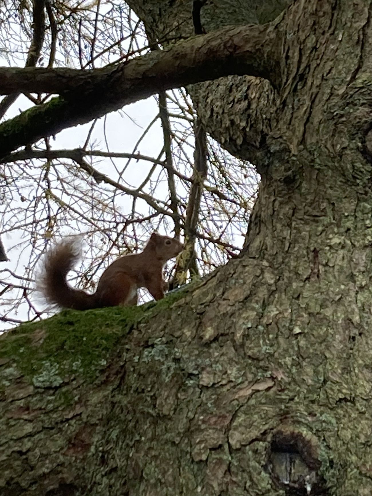 A red squirrel perched on a moss-covered branch high in a tree against an overcast sky