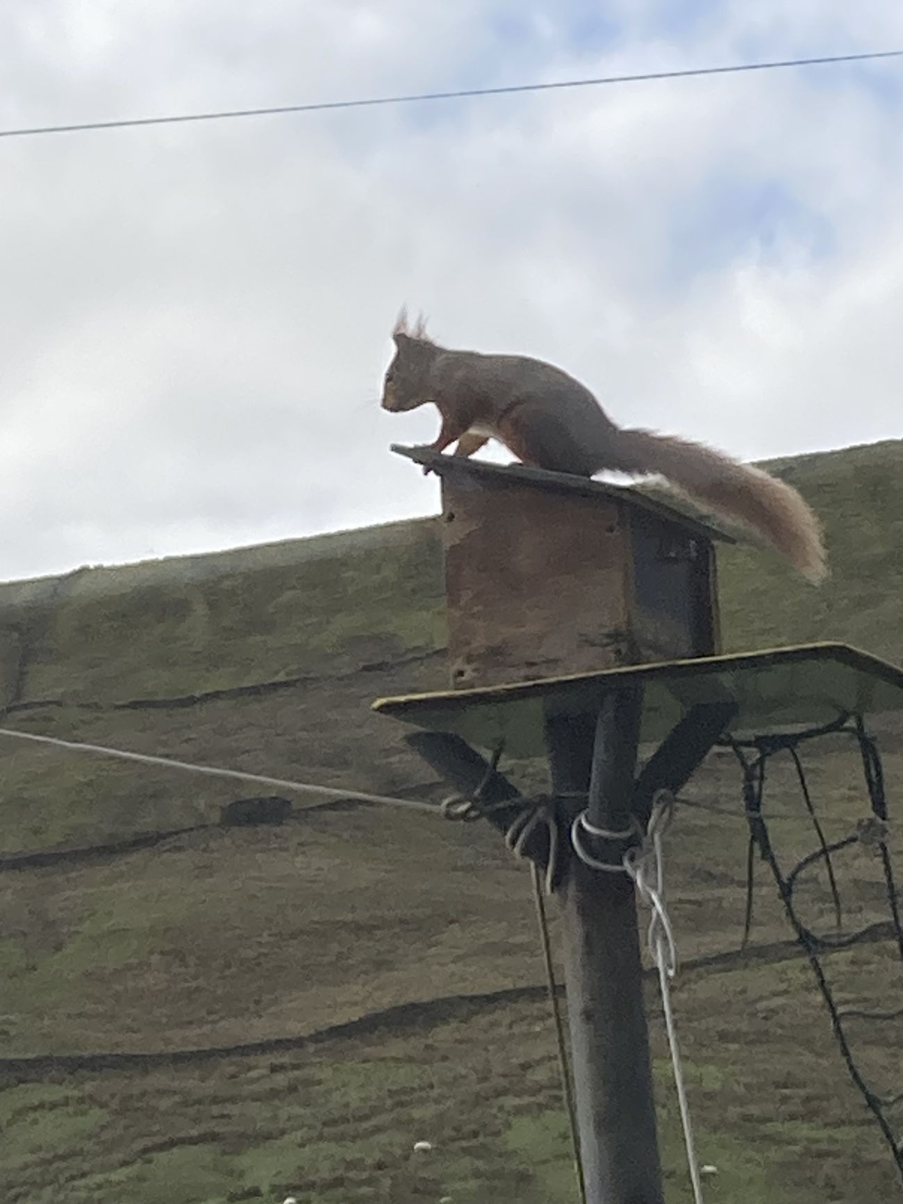 Red squirrel close-up