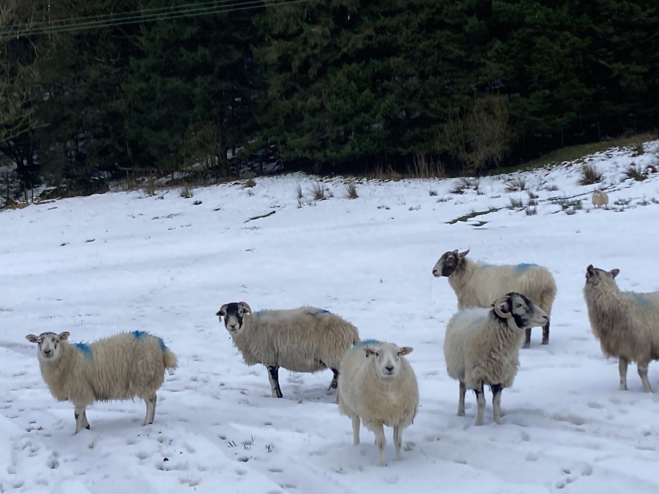 Winter flock of birds in the Garsdale countryside